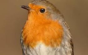 Le Rouge Gorge Curieux